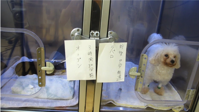 門脈シャント 当院での取り組みと新しい治療法 東京都北区の動物病院 王子ペットクリニック
