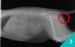 尿管膀胱新吻合術（猫の会陰尿道造瘻術）