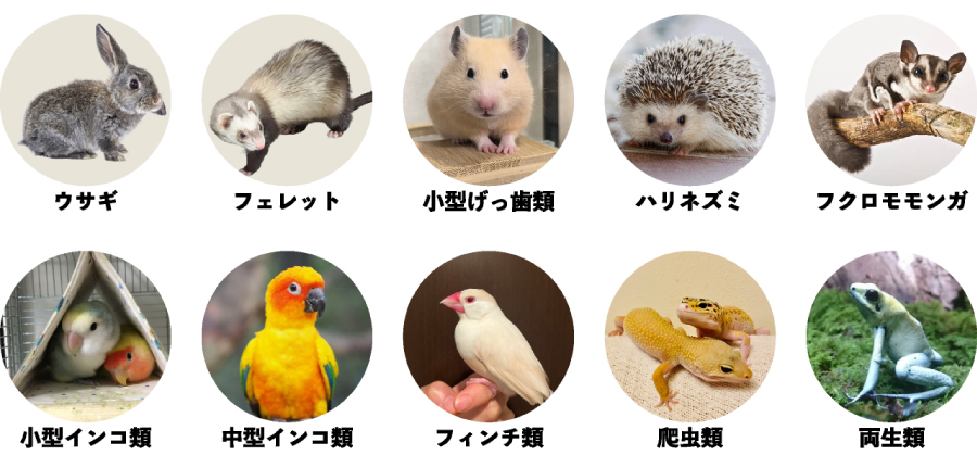 動物イメージ写真
